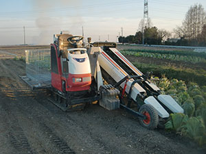 ハクサイ刈取アタッチメントを装着した高能率キャベツ収穫機