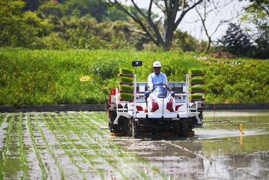 密苗仕様田植機による作業