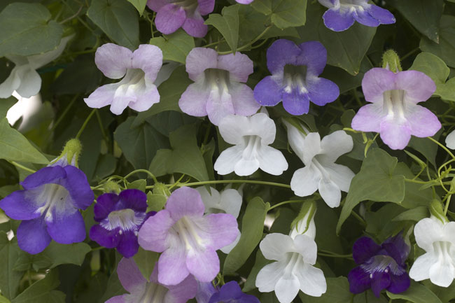 涼しげな浴衣を思わせる清楚な花を咲かせる「アサリナ」