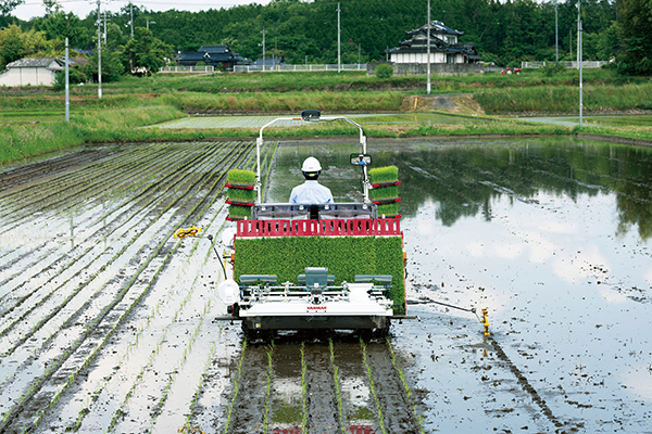 直進アシスト田植え機での密苗植付作業イメージ