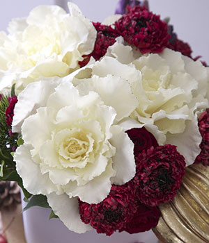 冬の花壇を彩る花苗3選　タキイ種苗