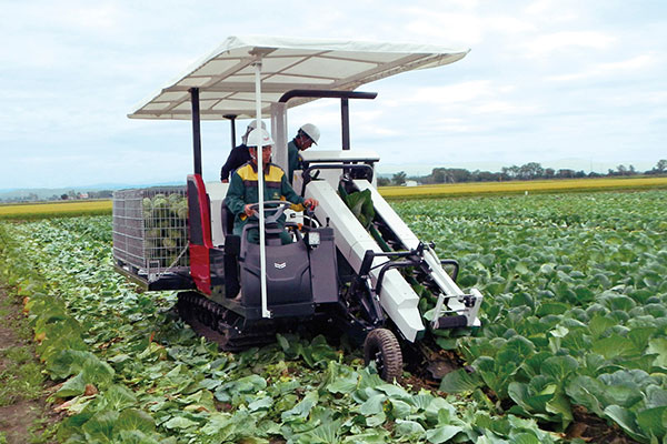 ヤンマーアグリとオサダ農機が開発したキャベツ収穫機