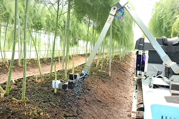 アスパラガスを収穫するinahoの自動野菜収穫ロボット