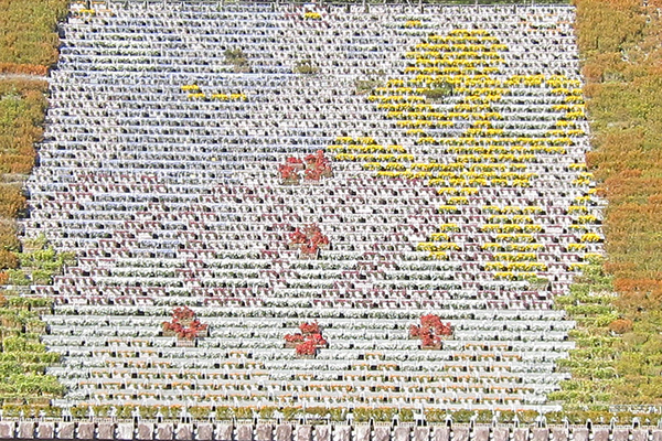 日本一の立体花壇が復活　1万ポットの花苗提供　タキイ