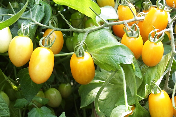 手間いらずの黄色いミニトマト発売 トキタ種苗 ニュース 生産資材 Jacom 農業協同組合新聞