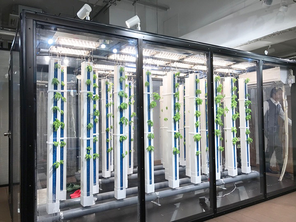 ハーブやレタスを店舗内で栽培できる簡易閉鎖型植物工場