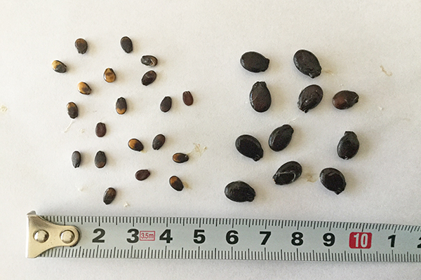 新品種「ピノ・ガール」の種子（写真左）と従来の小玉西瓜の種子