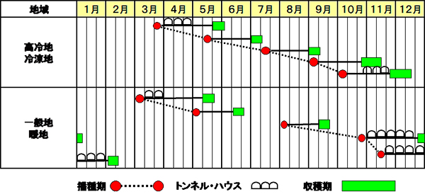 チンゲンサイ『頼光』作型図』