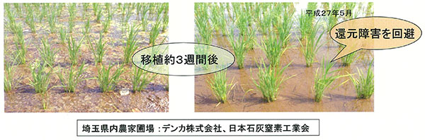 図2  石灰窒素施用により還元障害を回避