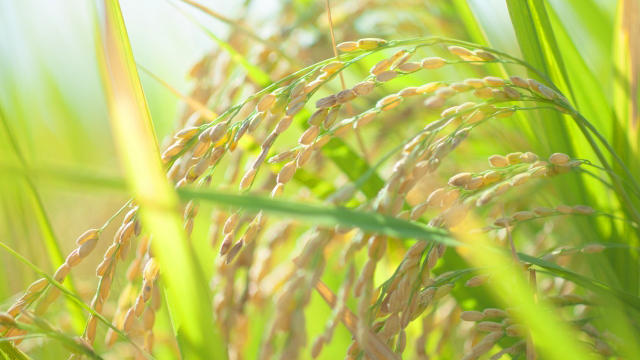 【JA全農米穀事業部】JAから連合会へ　出荷346万ｔ以上を目標