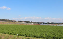 松本農園