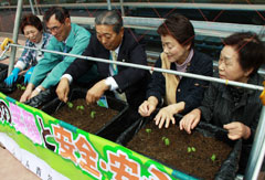 グリーンカーテンプロジェクトで「フウセンカズラ」を植え付ける高野組合長（ＪＡ仙台）