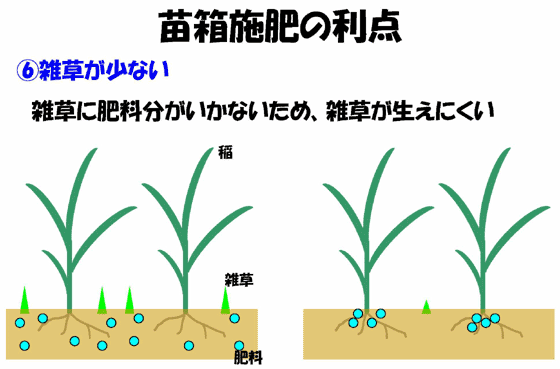 苗箱施肥の利点