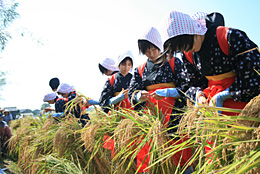 刈り乙女たちがていねいに稲穂を１本１本抜き取る宮中献穀斎田抜穂式（写真提供＝石川県羽咋市役所）