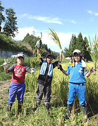 稲刈り作業で稔りの秋を体感する西仙北北小学校の皆さん。（写真提供＝ＪＡ秋田おばこ）