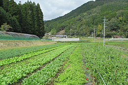 山本利江子さん（写真右）の畑。数畝ごとに異なる野菜が植えられている