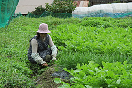 山本利江子さん（写真右）の畑。数畝ごとに異なる野菜が植えられている