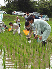 田んぼの生きもの調査。全国的にも珍しく、毎年生きものが増えているという