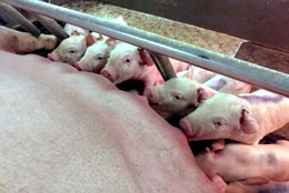 養豚農家の所得向上をめざして