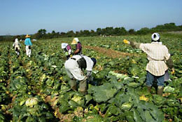 加工業務用野菜の収穫のようす