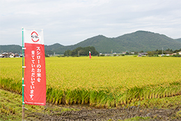 契約産地ののぼり