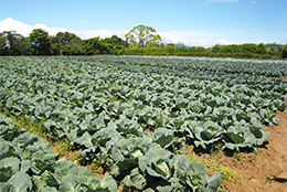 【JA全農がめざすもの】園芸総合対策部の加工・業務用野菜の取り組み　現地ルポ・JA全農三重県本部