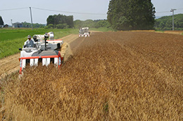 集落営農法人の稲刈りの風景