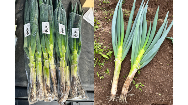 広島の有機肥料メーカーが作る極太白ネギ「だいわねぎ白竜」発売　大成農材.jpg