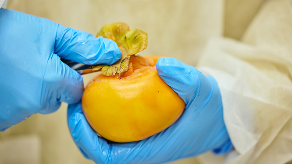 五條市西吉野の富有柿を、ひとつひとつ丁寧に加工