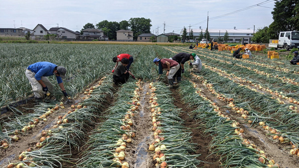 熊谷市で福祉・農業の事業を軸に農業生産を行うソーシャルファームのほ場