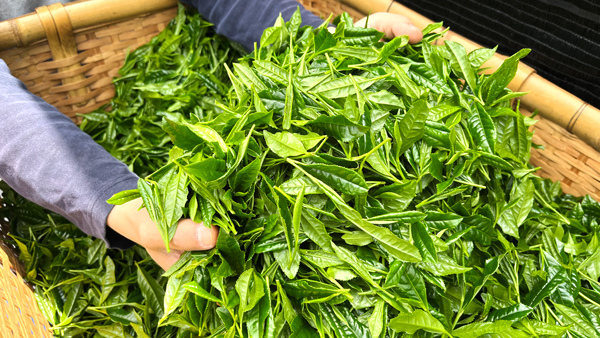 「舞鶴茶」初摘みの新芽