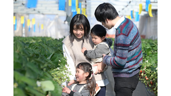 観光果樹園検索アプリ「KAJUAL」最盛期のいちご追加　茨城県常陸太田市.jpg