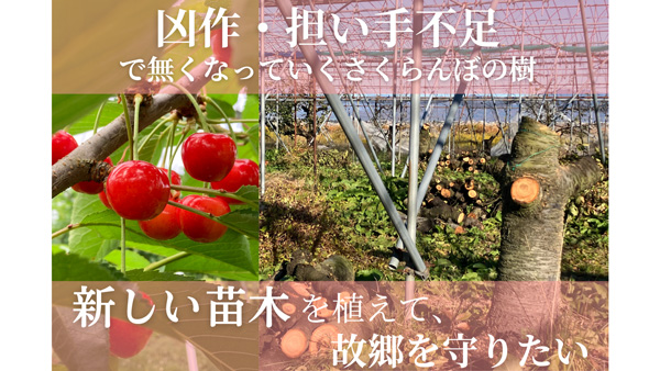 稼げる農業経営モデル確立へ　山形の若手さくらんぼ農家がクラファン開始