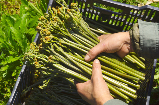 今年の一番摘みの「プレミアム西わらび」を使用