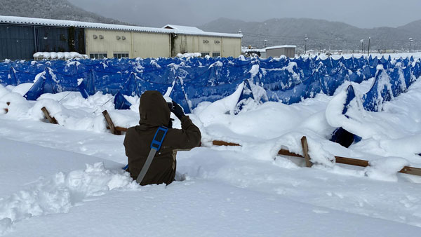 2021年12月末に大雪に見舞われた「岩津ねぎ」のほ場