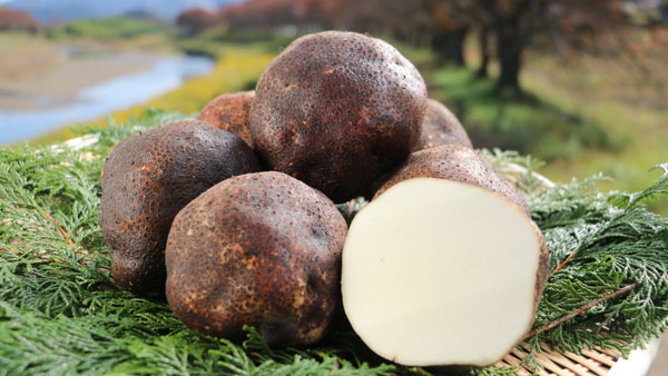 丹波篠山の伝統野菜「山の芋フェア」実施　丹波篠山ブ丹波篠山産「山の芋」