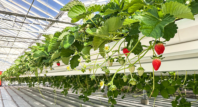 スマート農業で育てた「かおりの」など3品種を出荷開始