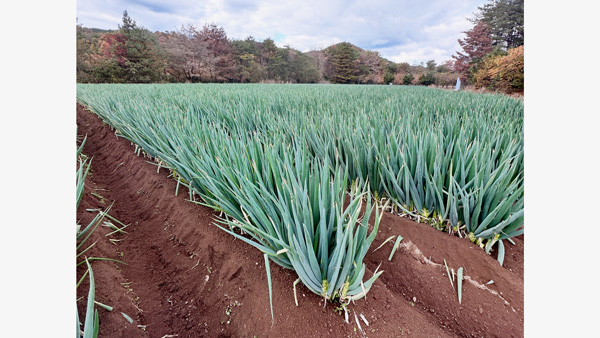 だいわねぎ白竜圃場