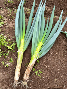 軟白は短いが極太の白ネギです