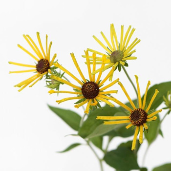 特別賞のルドベキア（キク科）「ヘンリーアイラーズ」