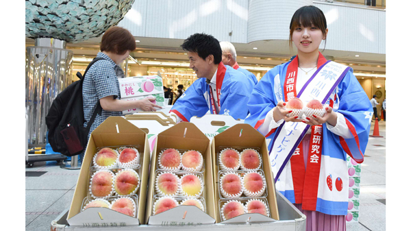 兵庫県川西市特産早生桃「日川白鳳」の即売会　19日に開催.jpg