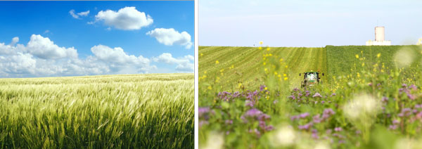 再生農業で環境負荷を低減した麦芽「リジェノヴァ」ビールに初めて採用 サッポロビール