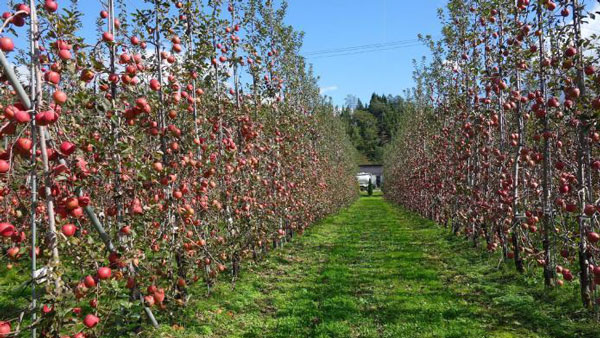 原料の安定確保のため設立したりんご農園