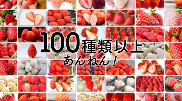 「いちご・柑橘って100いちご
