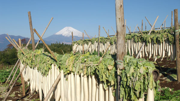 三島の冬の風物詩「大根干し」