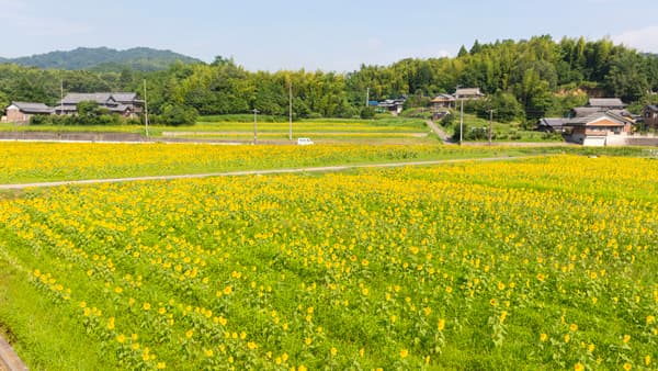 まんのう町に咲く一面のひまわり