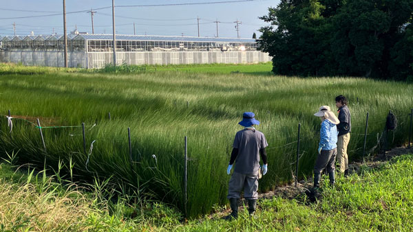 静岡県焼津市にあるYAiGUSA BASEの農地