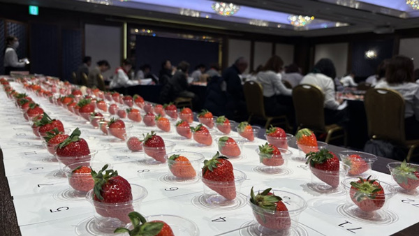 最高金賞の「とちあいか」まりちゃんちのいちご畑（栃木県真岡市）