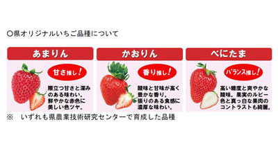 新品種「べにたま」など埼玉県産いちごの魅力を発信s.jpg