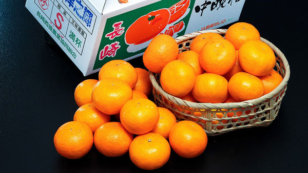 ＪＡ長崎せいひの柑橘「津之輝（つのかがやき）」